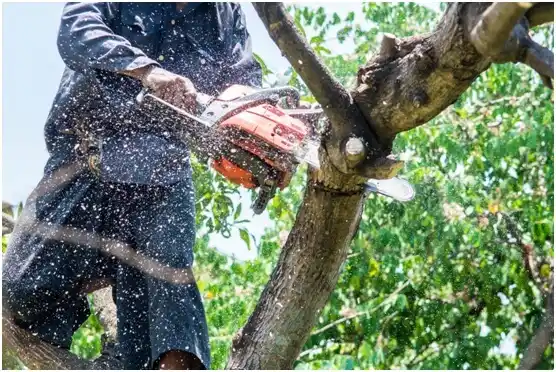 tree services Peña Pobre